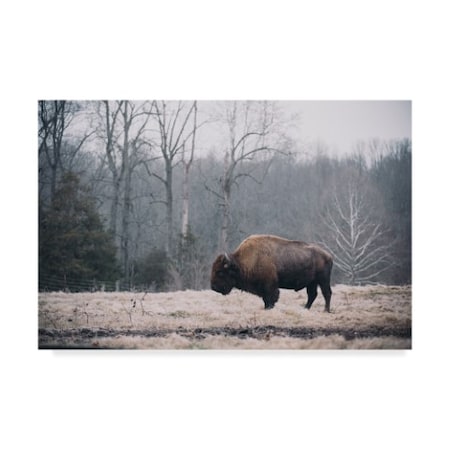 Adam Mead 'Solitary Bison I' Canvas Art,12x19